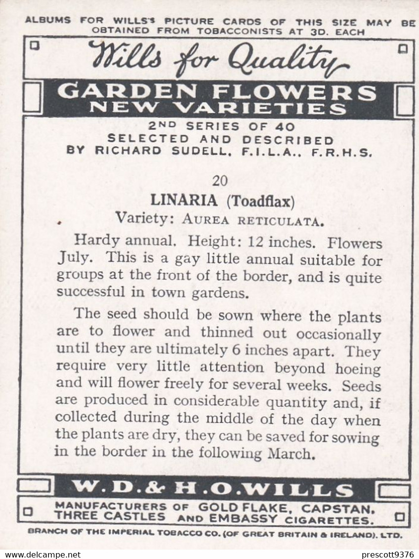20 Lunaria - Garden Flowers New Varieties 2nd 1938 - Original Wills Cigarette Card - L Size 6x8 Cm - Wills