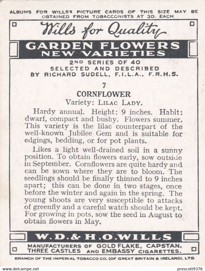 7 Cornflower - Garden Flowers New Varieties 2nd 1938 - Original Wills Cigarette Card - L Size 6x8 Cm - Wills