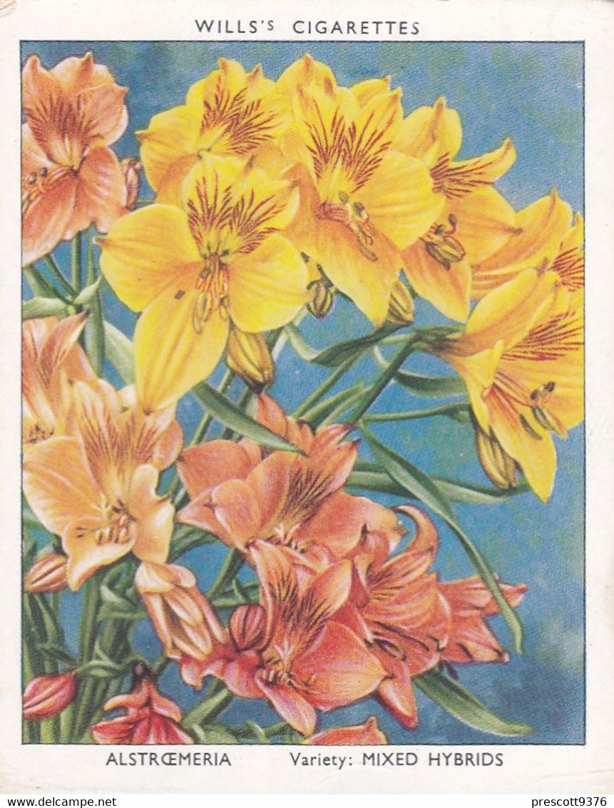 1 Alstroemeria - Garden Flowers New Varieties 2nd 1938 - Original Wills Cigarette Card - L Size 6x8 Cm - Wills