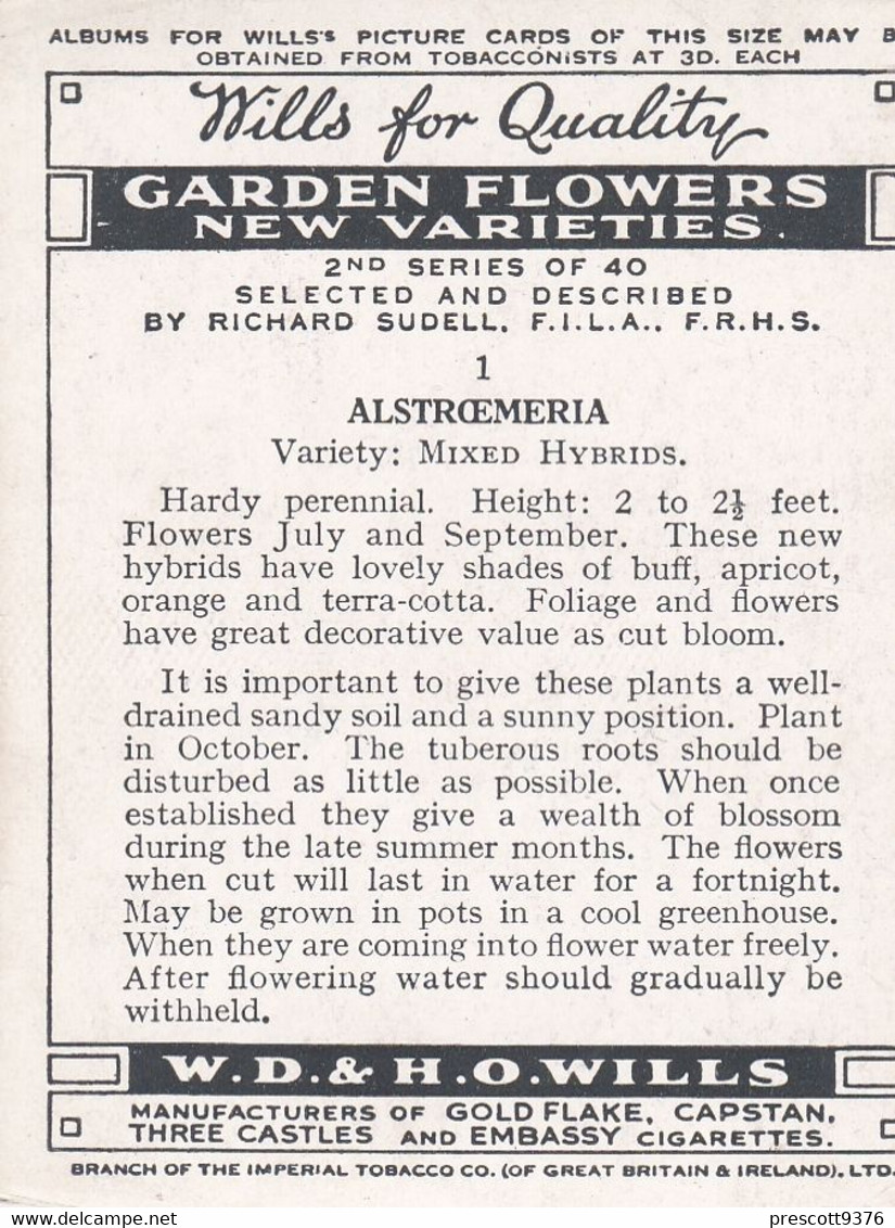 1 Alstroemeria - Garden Flowers New Varieties 2nd 1938 - Original Wills Cigarette Card - L Size 6x8 Cm - Wills