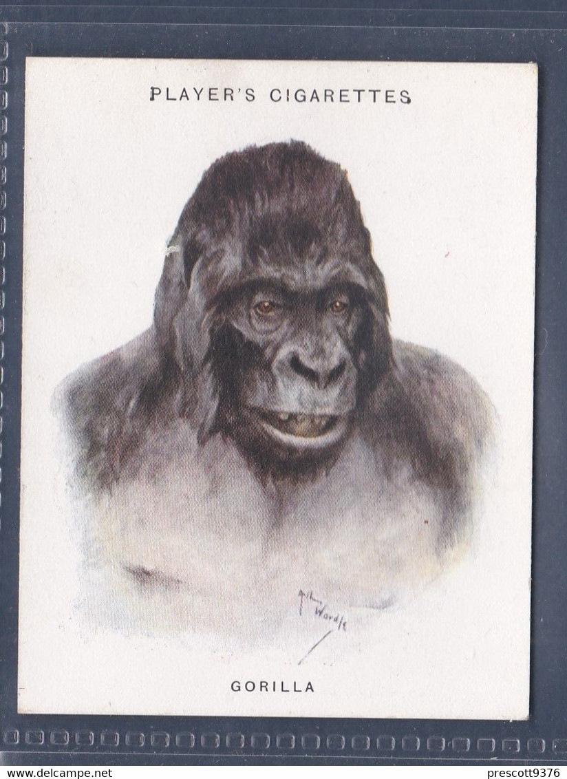 12 Gorilla - Wild Animals Heads - Original Players Cigarette Card - L Size 6x8cm - Phillips / BDV