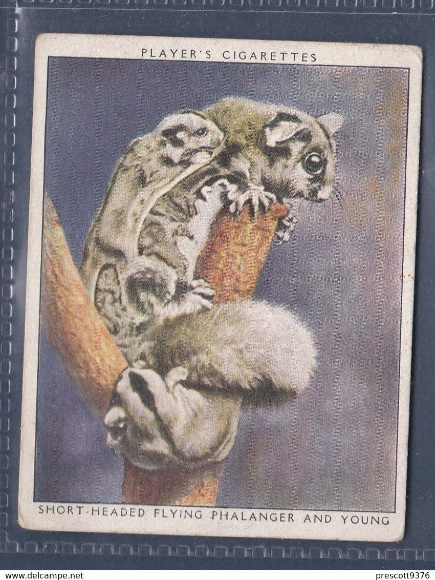 17 Short Headed Flying Phalanger & Young  - Players Zoo Babies 1939 - Original Players Cigarette Card - L Size 6x8cm - Phillips / BDV