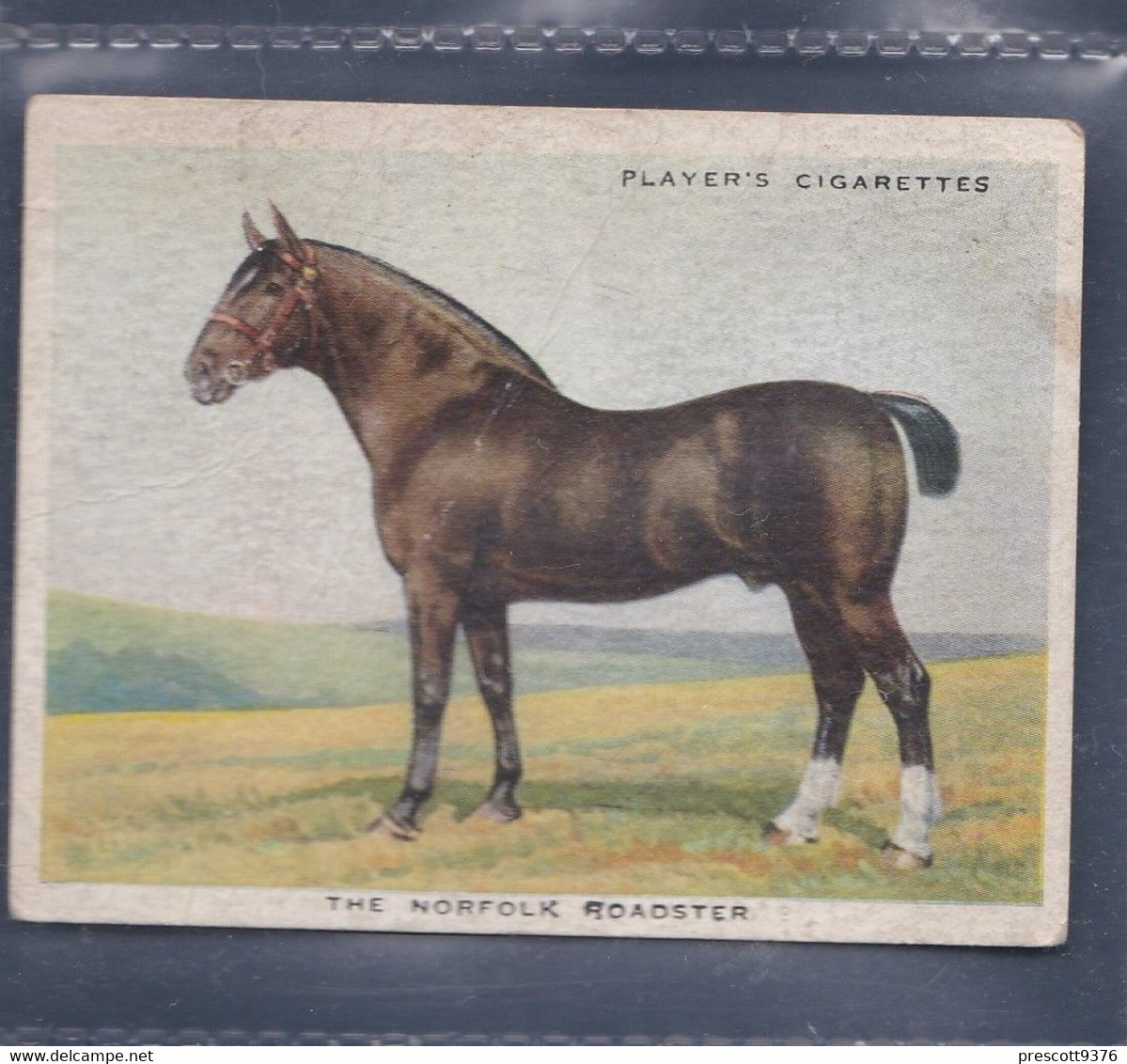 Types Of Horses 1939 - 15 Norfolk Roadster  - Original Players Cigarette Card - L Size 6x8cm - Phillips / BDV