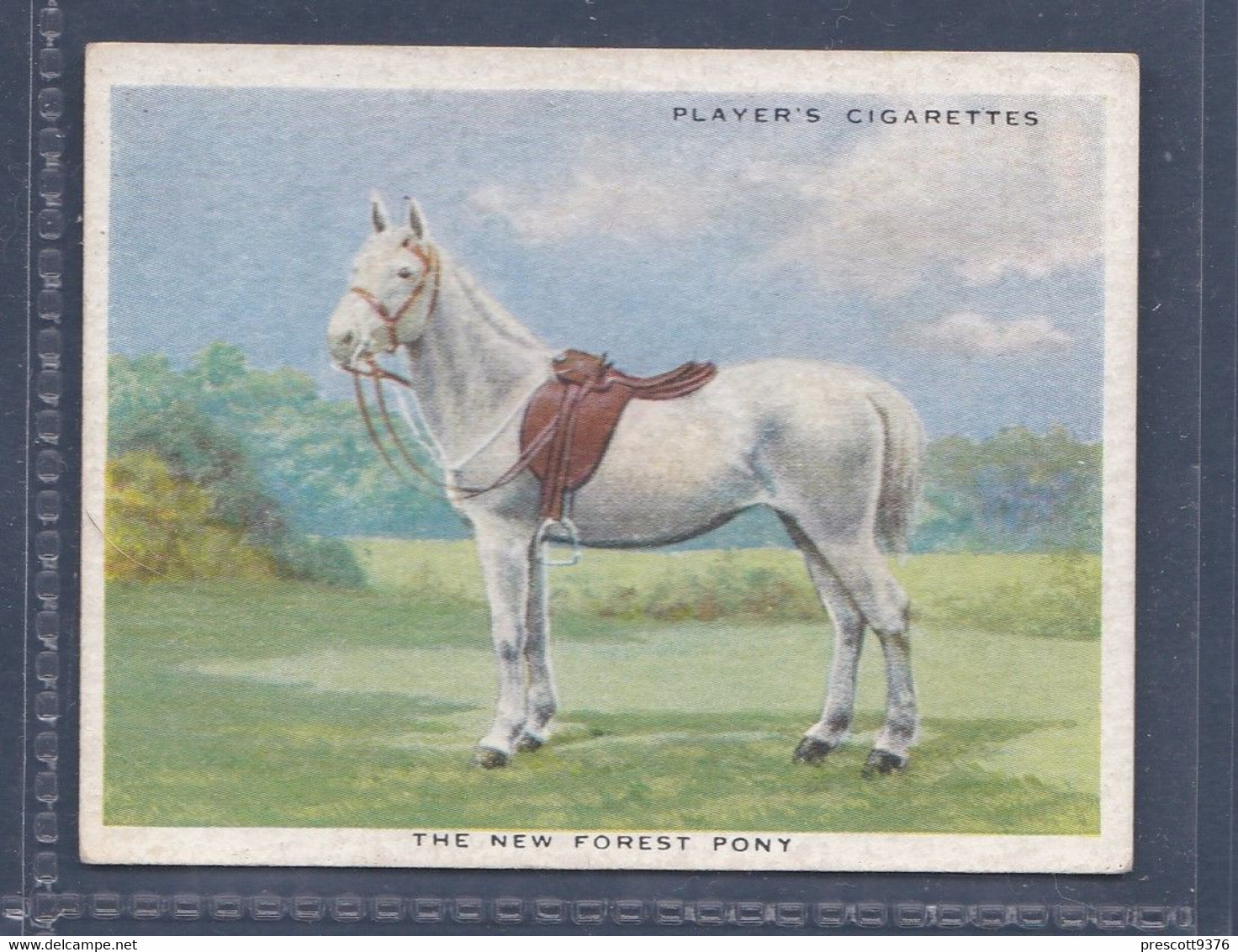 Types Of Horses 1939 - 25 New Forest Pony  - Original Players Cigarette Card - L Size 6x8cm - Phillips / BDV