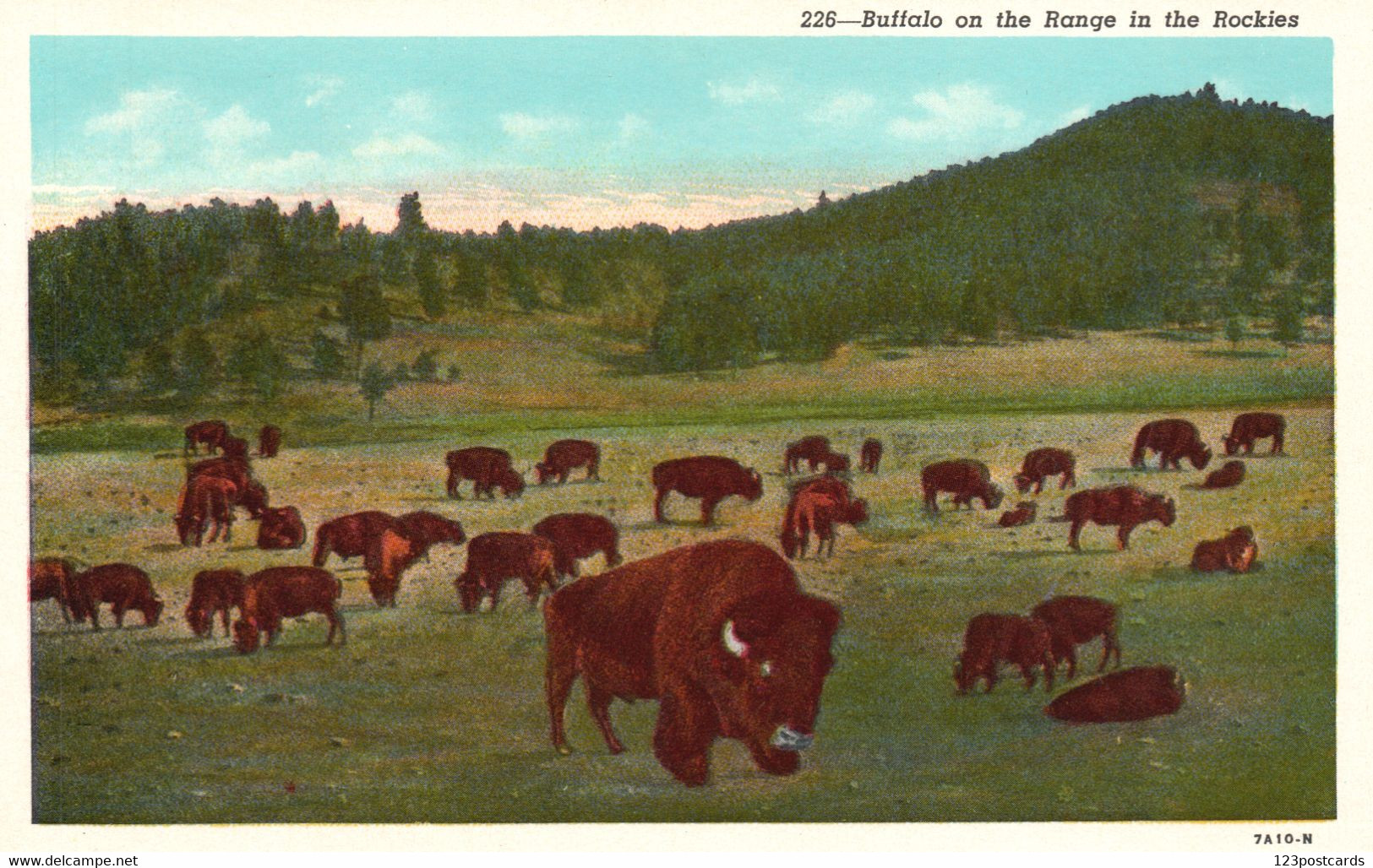 Buffalo On The Range In The Rockies - Rocky Mountains