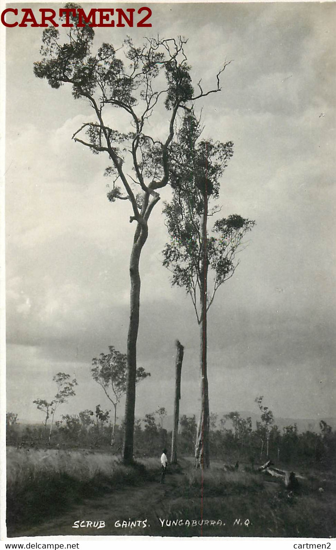 CARTE PHOTO : NORTHERN QUEENSLAND EUCALYPTUS GEANT YUNGABURRA J. LAURIE PHOTOGRAPHER KODAK TOWNSVILLE STUDIO AUSTRALIA - Non Classificati