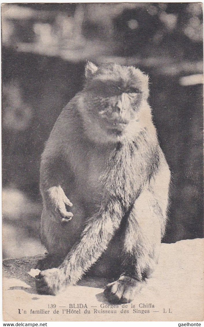 AL109 BLIDA  - GORGES DE LA CHIFFA - UN FAMILIER DE L'HÔTEL DU RUISSEAU DES SINGES - Blida