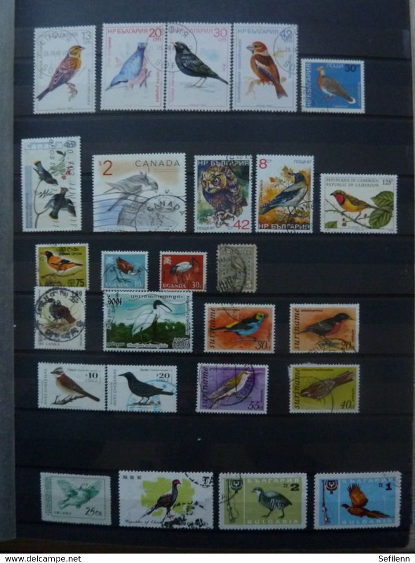 Various countries a.o Austria(till 2009),Topics,birds,thematics in 3 stokbooks+album pages