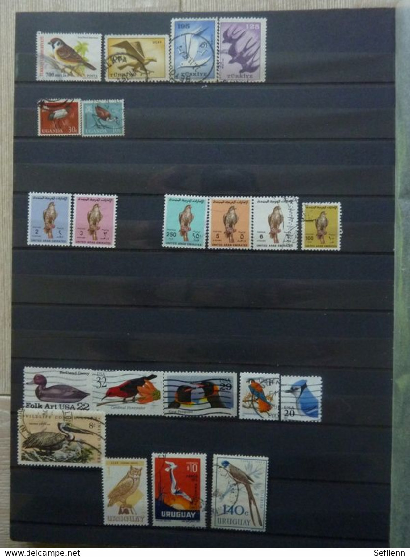 Various countries a.o Austria(till 2009),Topics,birds,thematics in 3 stokbooks+album pages