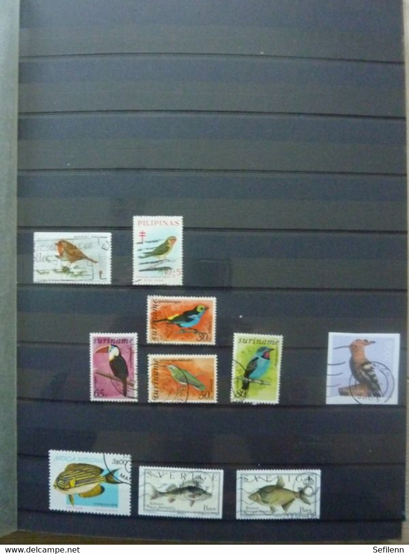 Various countries a.o Austria(till 2009),Topics,birds,thematics in 3 stokbooks+album pages