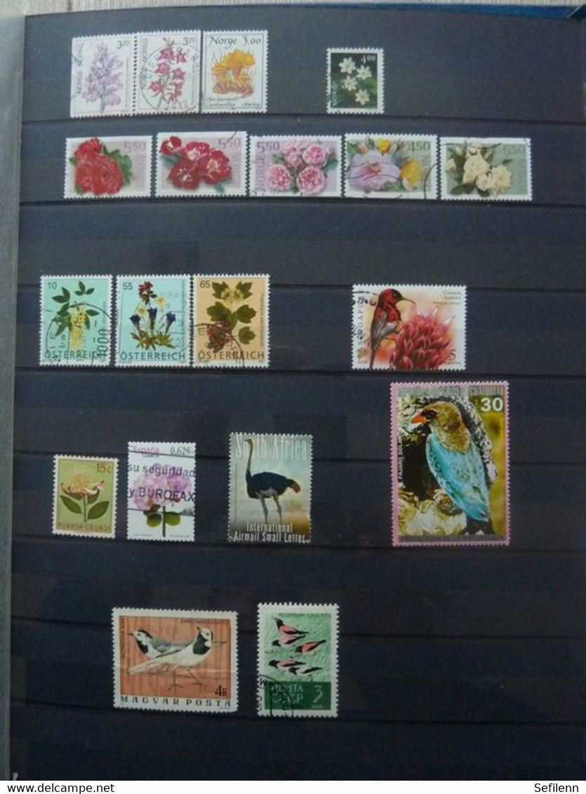 Various countries a.o Austria(till 2009),Topics,birds,thematics in 3 stokbooks+album pages