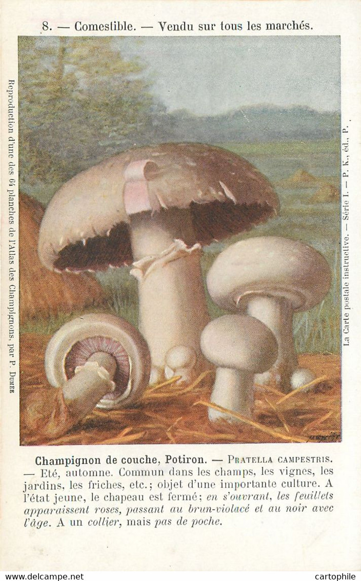 Champignon De Couche - Potiron - Comestible - Mushrooms