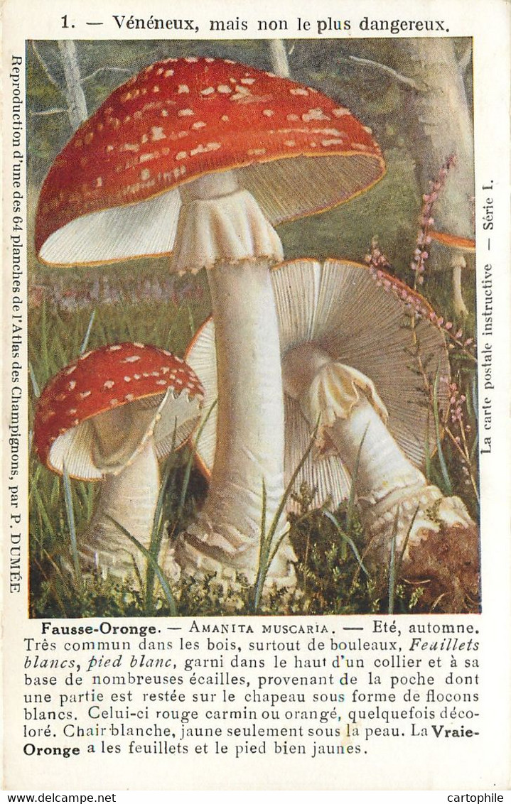 Champignon Vénéneux - Fausse Oronge - Amanite - Pilze