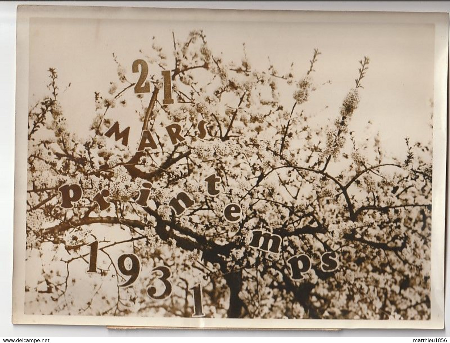 Photo De Presse Le 21 Mars 1931 BERLIN Cerisier En Fleurs, Printemps - Wide World Photos - New-York Times (A235) - Arbres