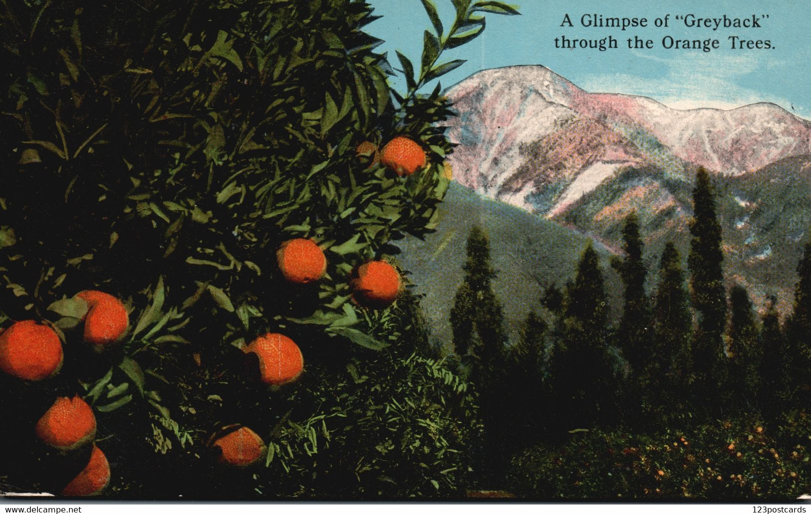 A Glimpse Of "Greyback" Through The Orange Trees - Redlands, California - VERY RARE! - San Bernardino