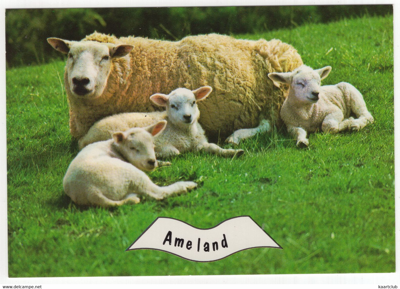 Ameland - (Wadden, Nederland) - Nr. L 3354 - Schaap En 3 Lammetjes - Ameland