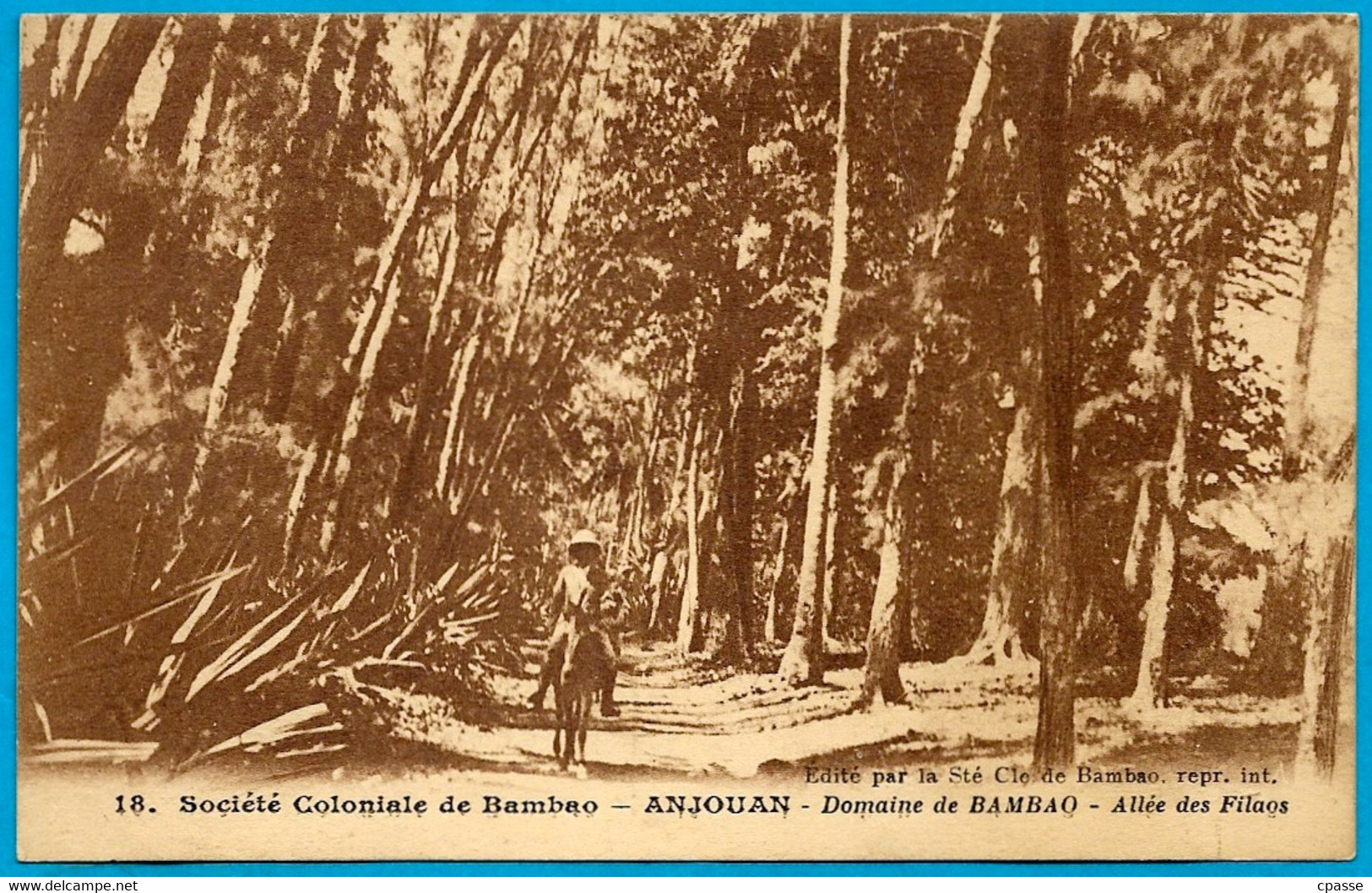 CPA Comores ANJOUAN - Domaine De Bambao - Allée Des Filaos ° Société Coloniale De Bambao - Comores