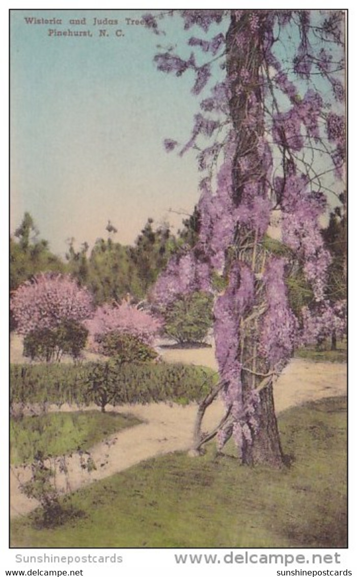 Wisteria And Judas Tree Pinehurst North Carolina Handcolored Albertype - Durham