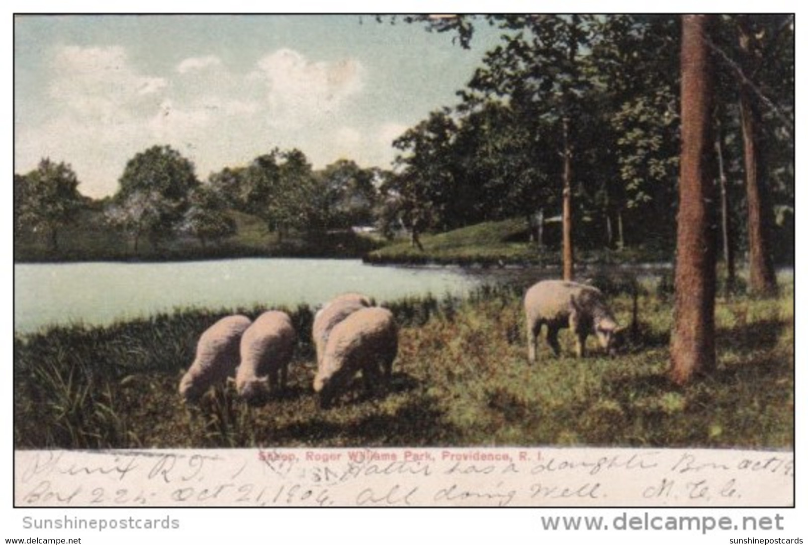 Rhode Island Providence Sheep Roger Williams Park Grazing Sheep 1906 - Providence