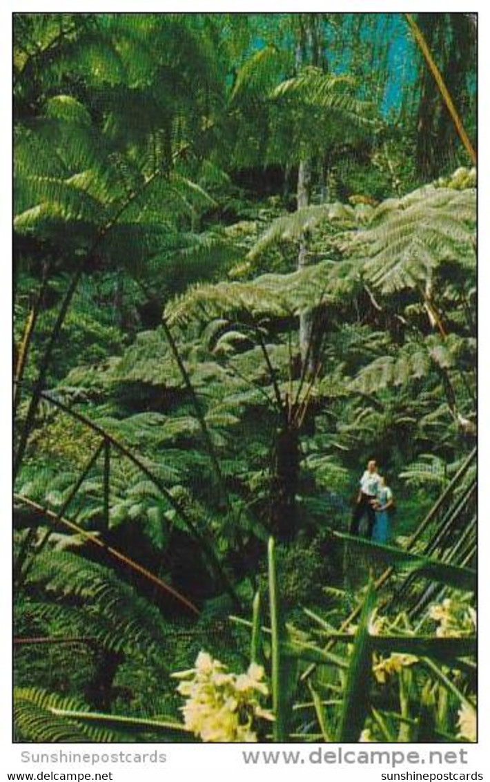 Hawaii Honolulu Tree Fern Forest - Honolulu