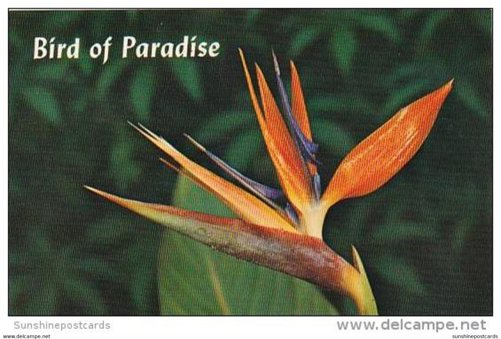 Hawaii Honolulu Bird Of Paradise - Honolulu