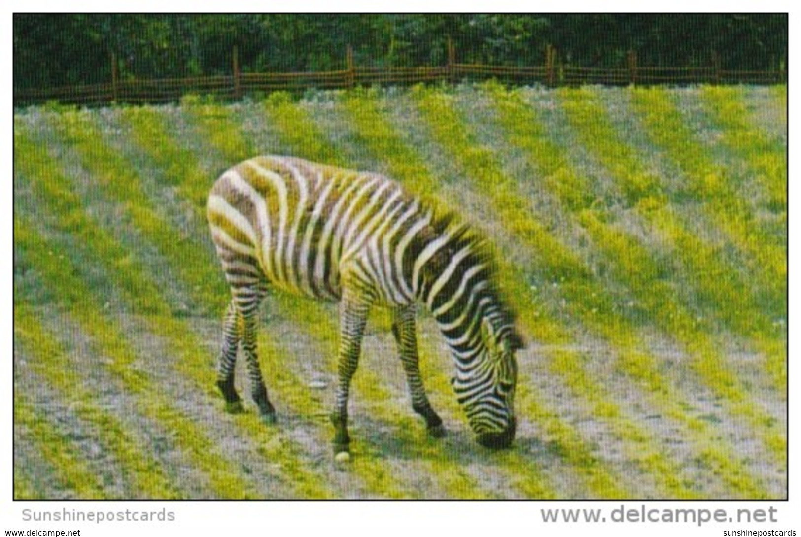 Canada Zebra At Alberta Game Farm Edmonton Alberta - Edmonton