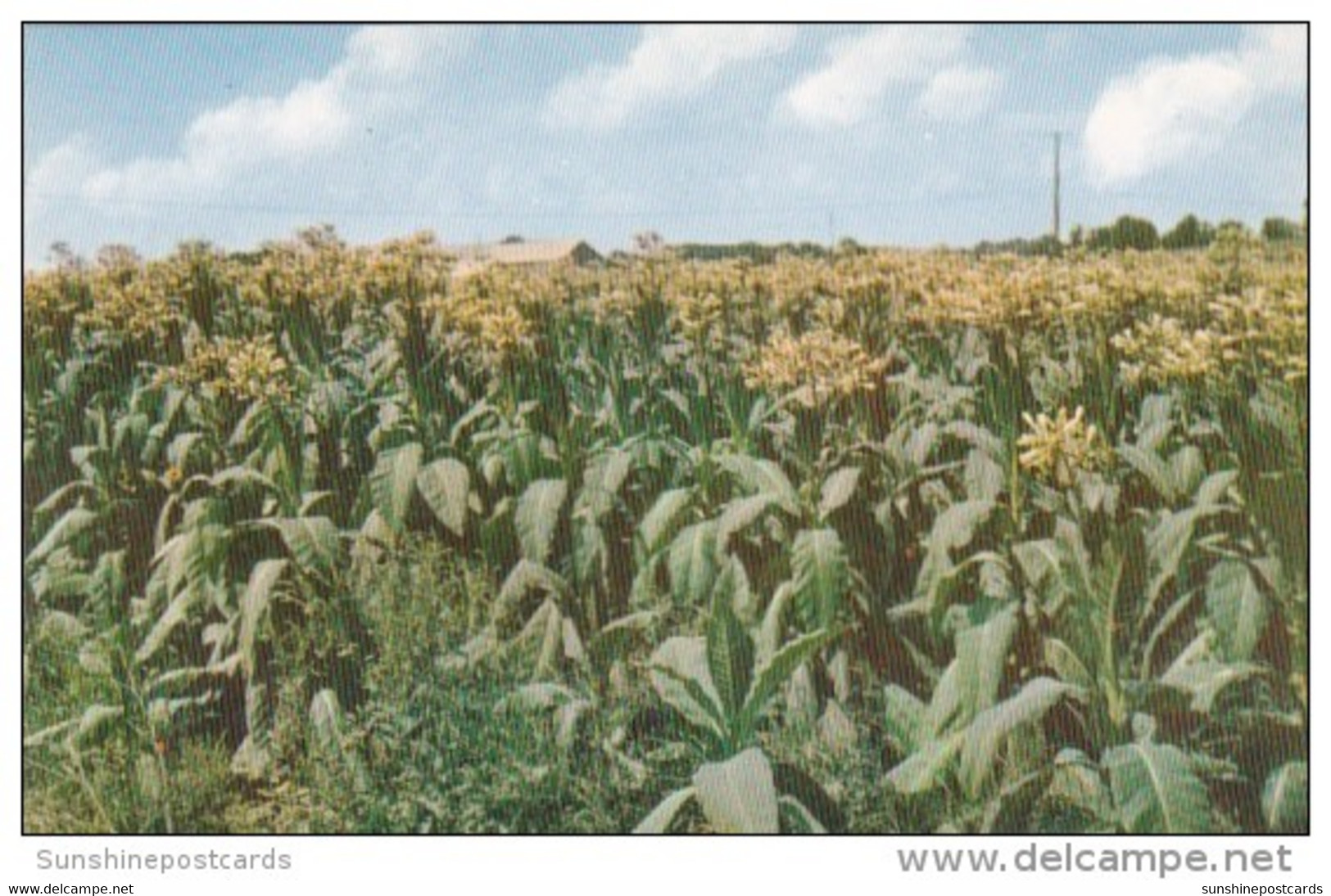 A Field Of Fine Tobacco In Bloom - Tabacco