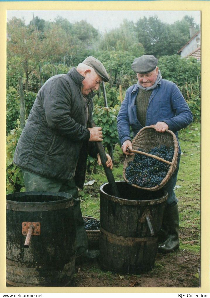 Jean DELEAU Et Emile COURNARIE Pressent Le Raisin Dans Le Comporte / Vignols (19) (Pierre BATILLOT) MUTH 94/09 - 300 Exe - Bauern