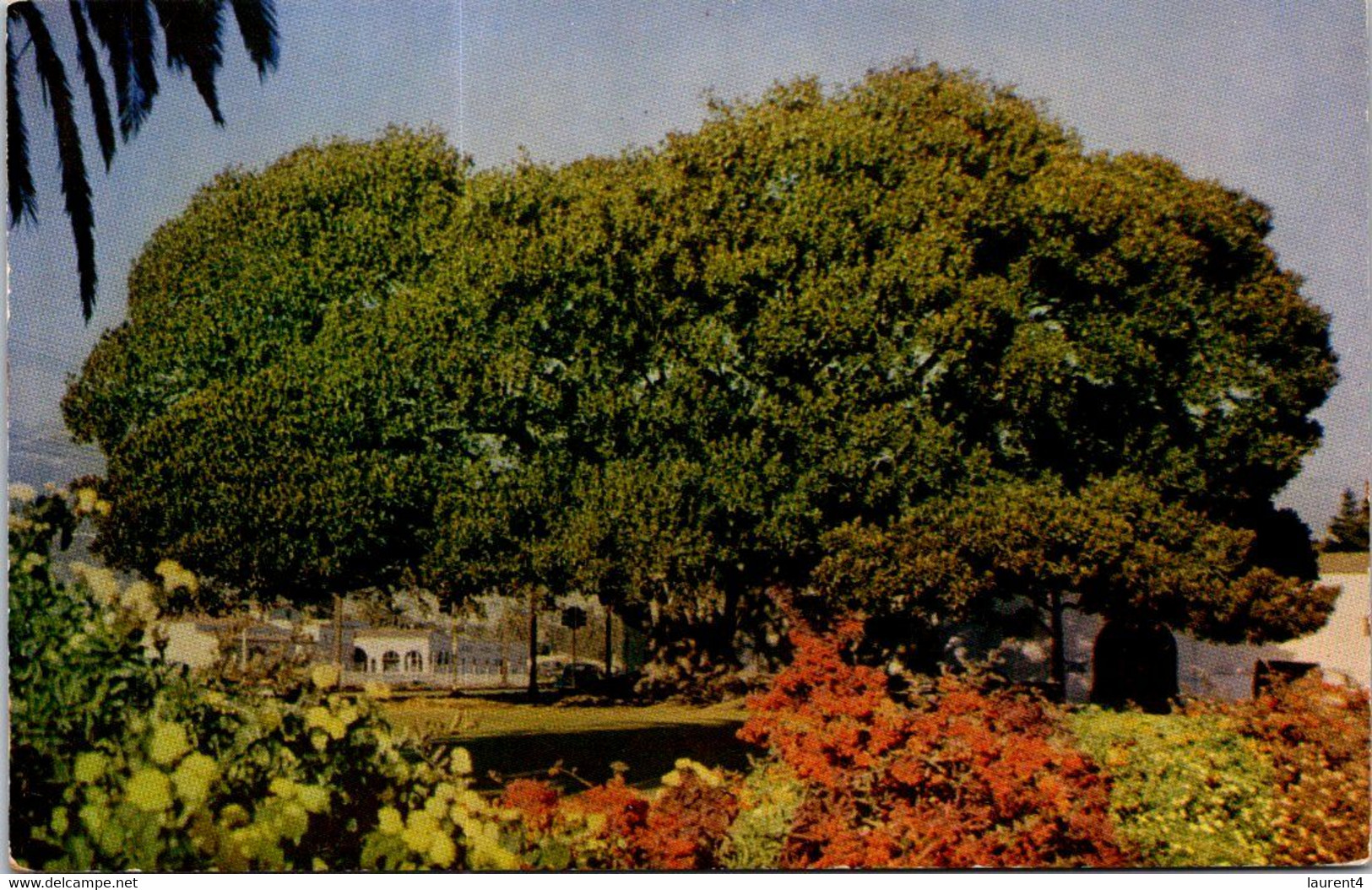 (1 F 16) USA - (posted 1953) Santa Barbara - Moreton Bay Fig Tree - Santa Barbara