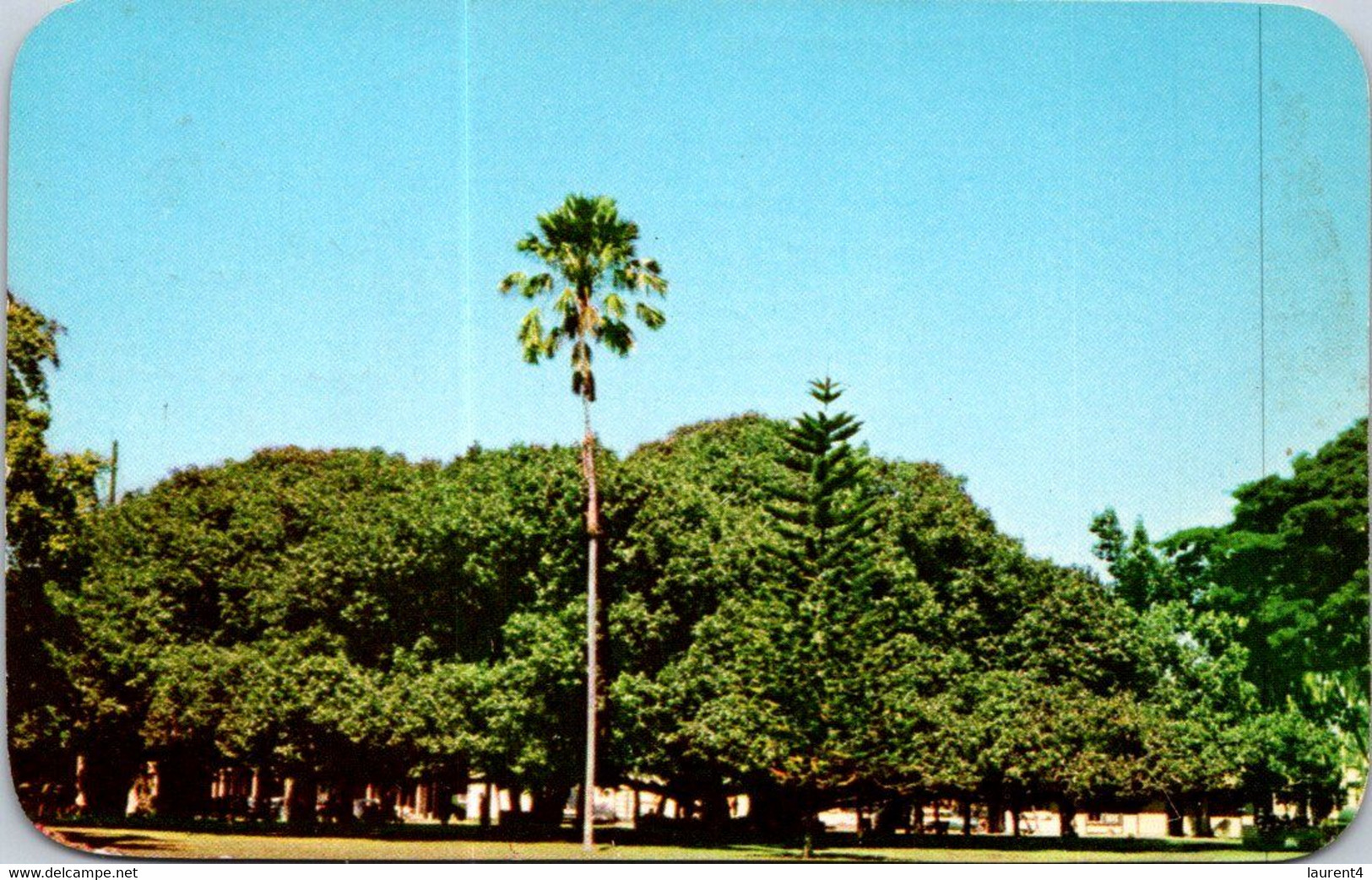 (1 F 16) USA - (posted 1950's ?) Hawaii - Maui Island Banyan Tree - Maui