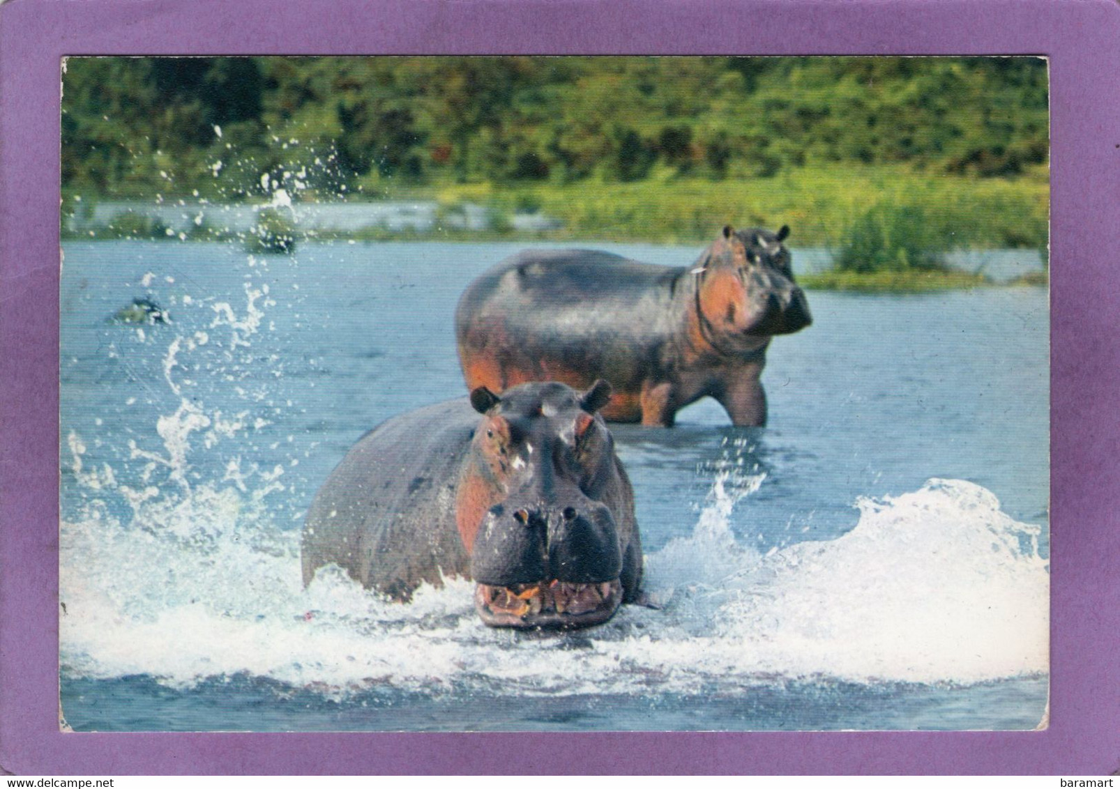 FAUNE AFRICAINE  Hippopotames  AFRICAN FAUNA  Hippopotmus - Ippopotami