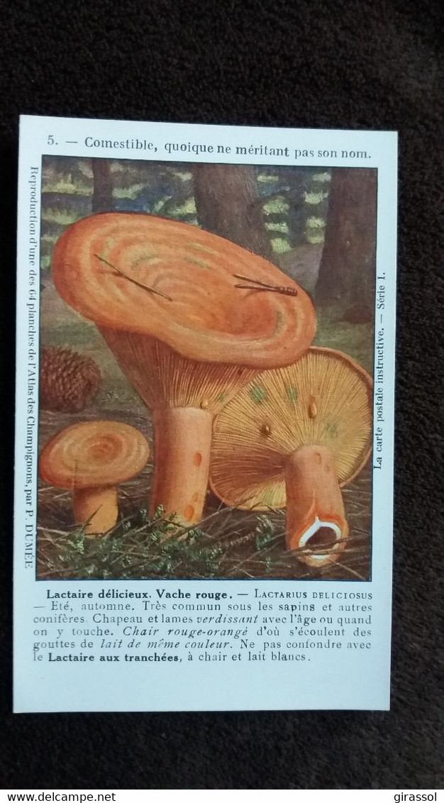 CPA CHAMPIGNON LACTAIRE DELICIEUX VACHE ROUGE COMESTIBLE  REPRO PLANCHE P DUMEE - Mushrooms