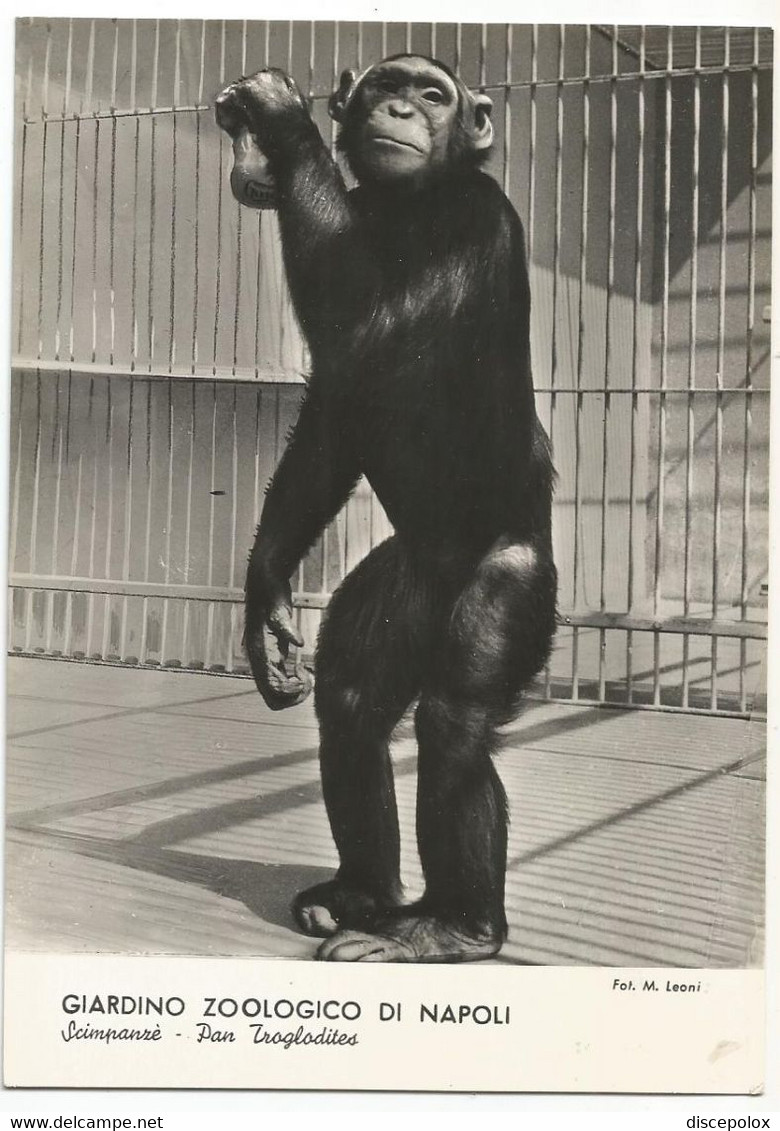 AB141 Napoli - Giardino Zoologico Zoo - Scimpanzè Pan Troglodites - Scimmia Singe Monkey / Non Viaggiata - Napoli (Naples)