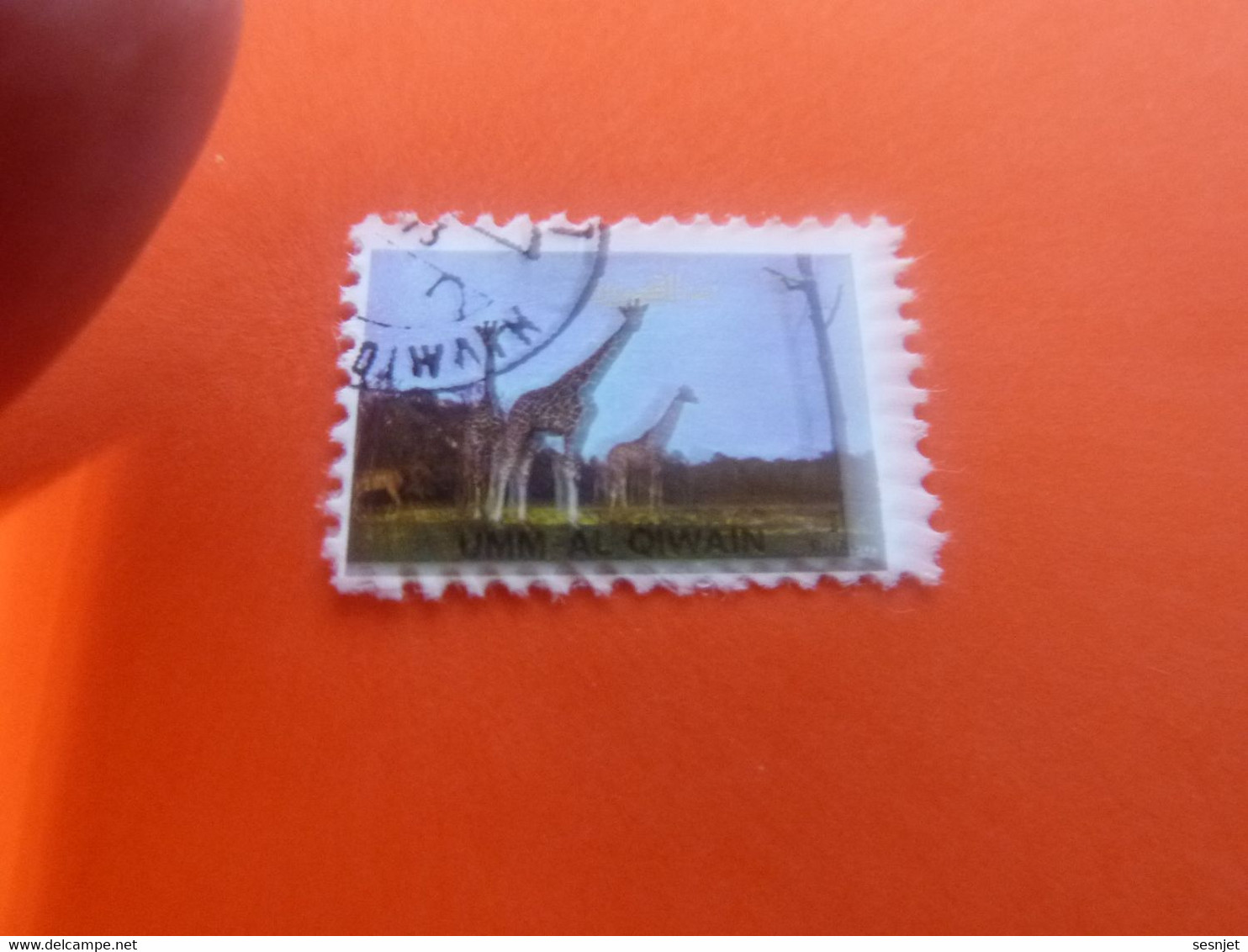 Umm Al Qiwain - Animaux En Voie De Disparition - Girafes - Val 1 Riyal - Air Mail - Oblitéré - Année 1972 - - Giraffes