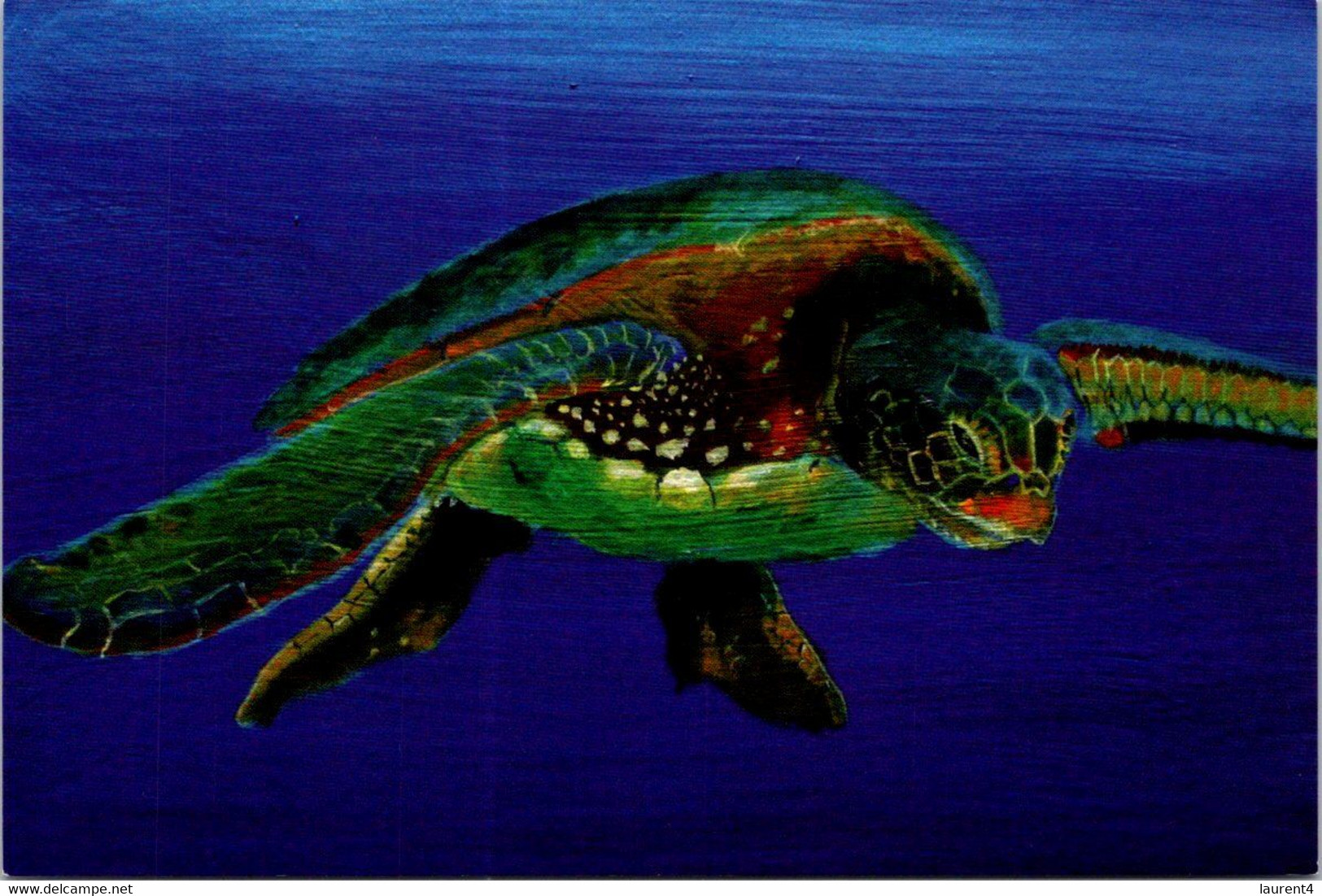 (1 F 18) Tortoise - Tortue D Mer - AVANT Card - Turtles