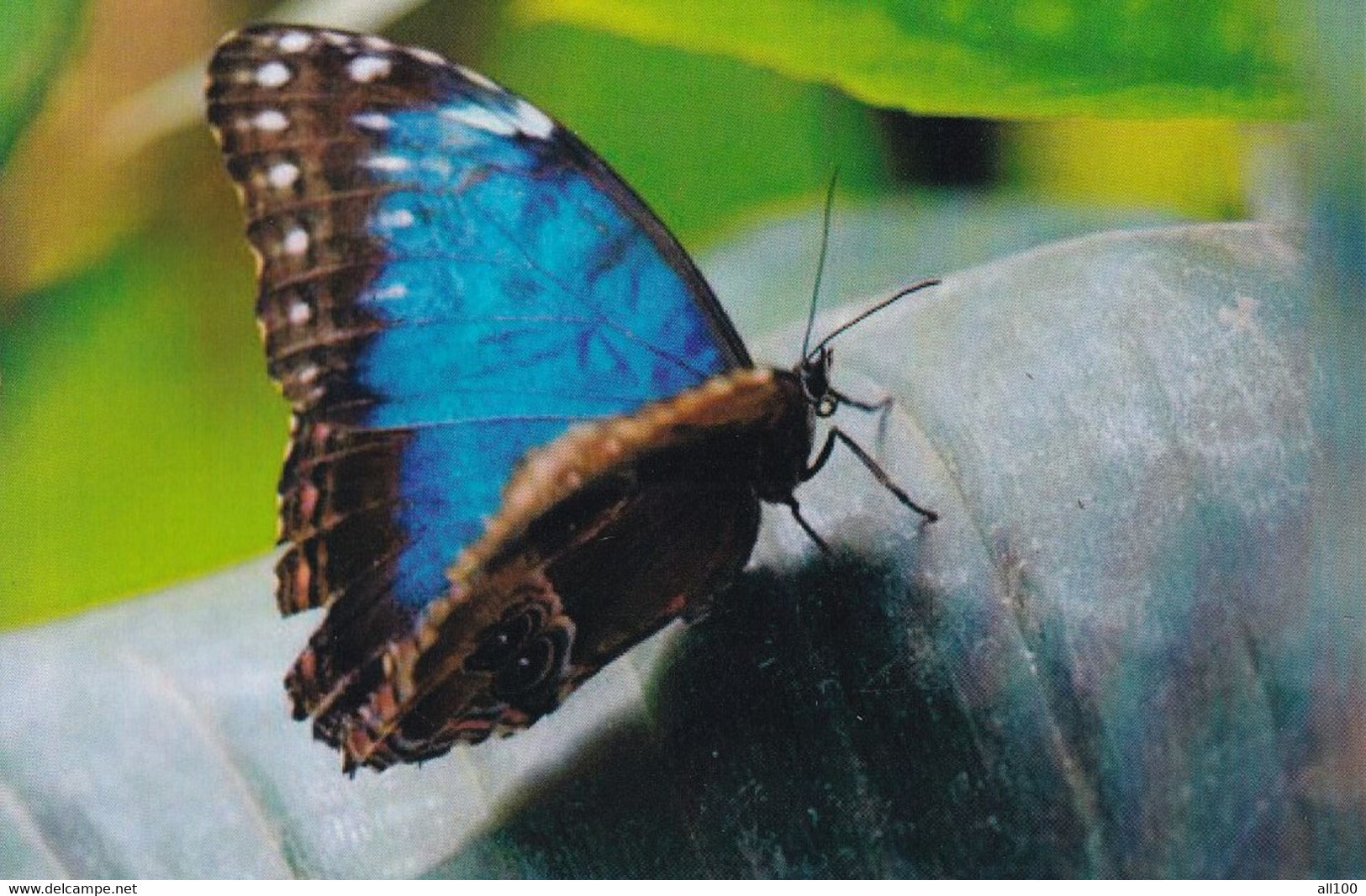 A15466 - BLUE  BUTTERFLY  POSTCARD UNUSED - Papillons