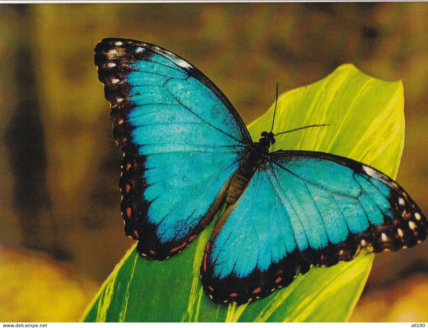 A15470 - BLUE  BUTTERFLY  POSTCARD UNUSED - Papillons