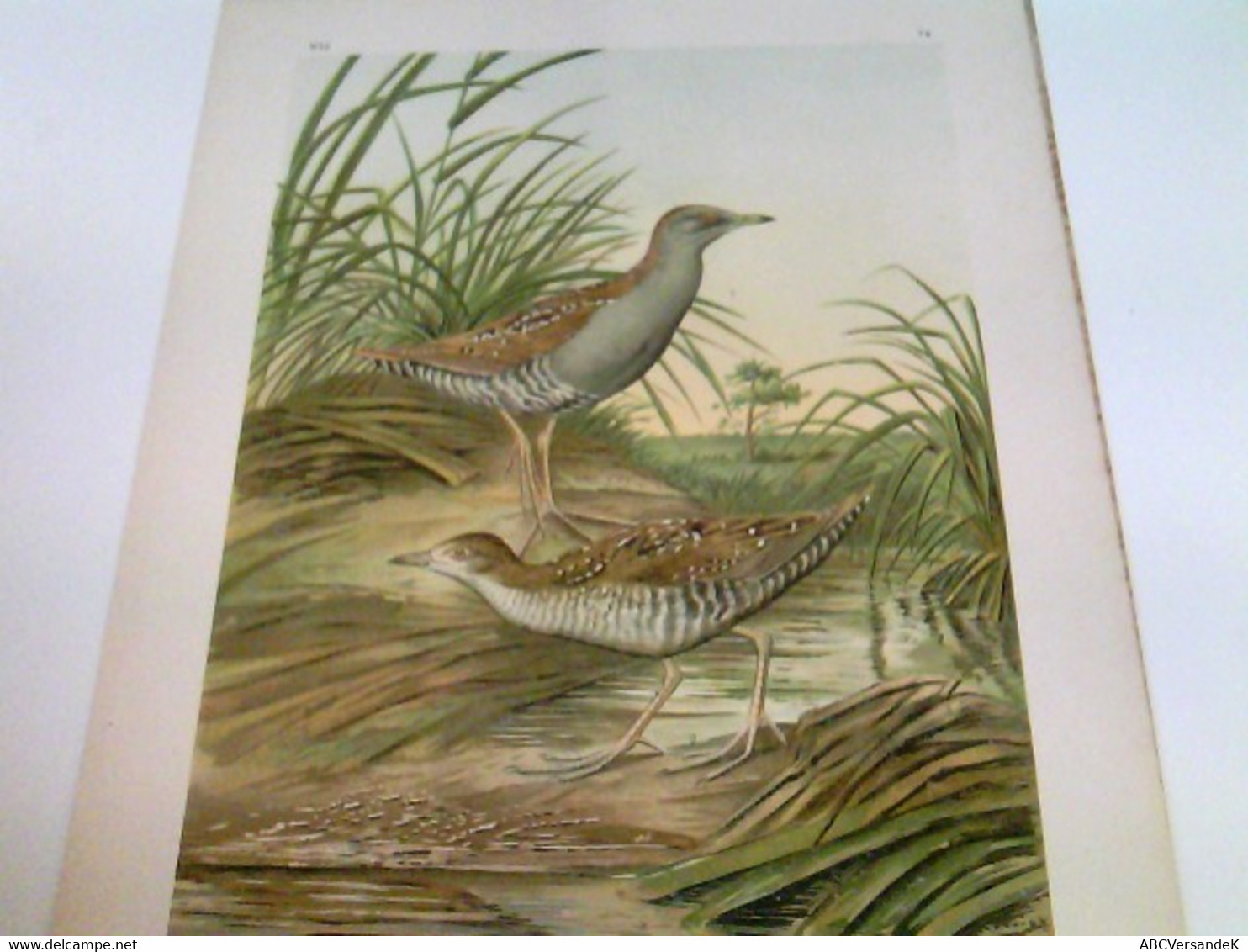 Ortygometra Pusilla (Pall.) - Zwergsumpfhuhn: Altes Weibchen. Junger Vogel. 5/6 Natürl. Größe - Chromolithogra - Animaux