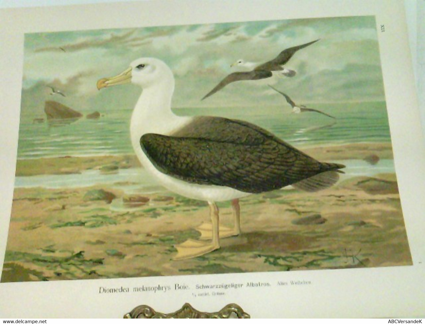 Diomedea Melanophrys Boie. - Schwarzzügeliger Albatros: Altes Weibchen. 1/3 Natürl. Größe - Chromolithographie - Tierwelt