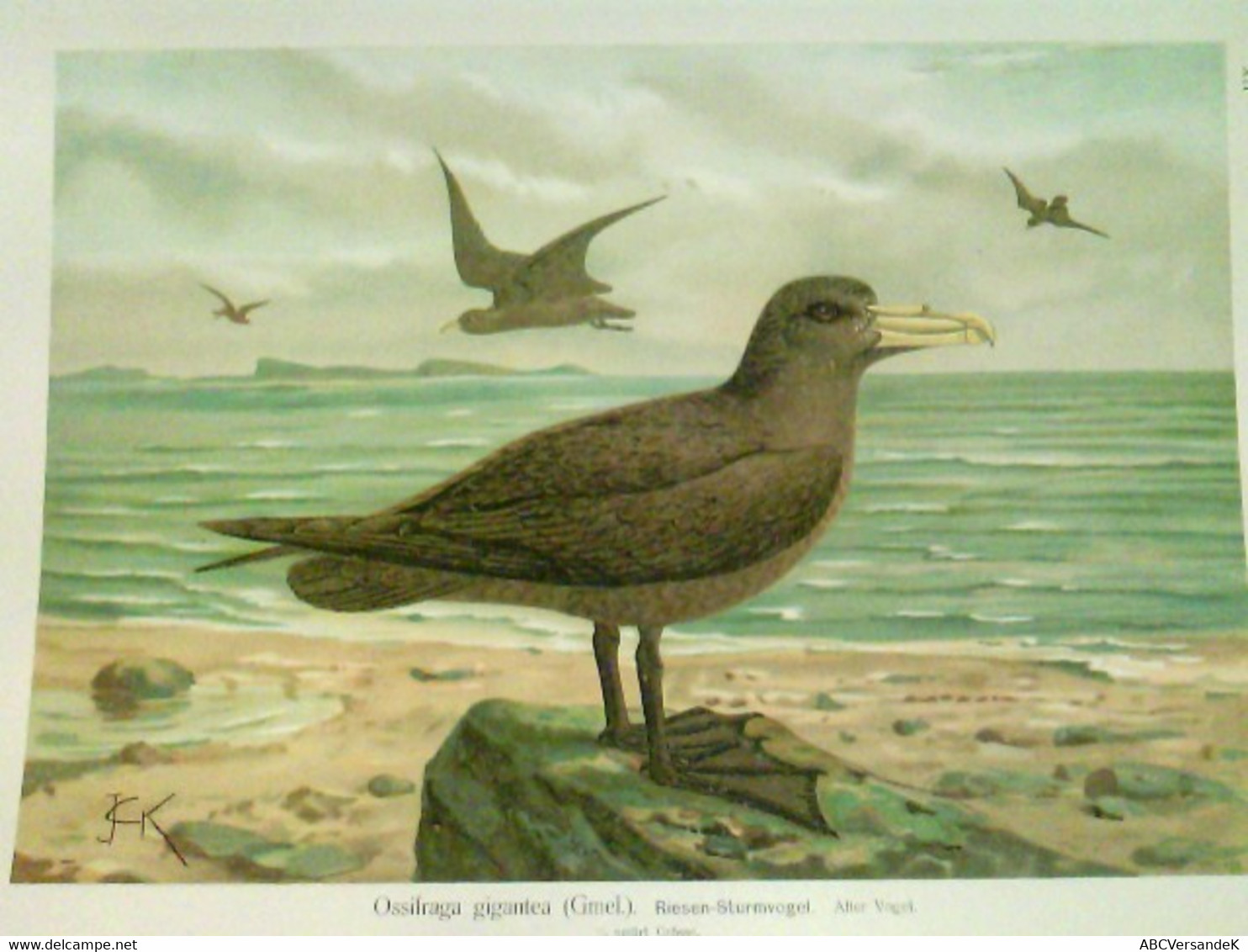 Ossifraga Gigantea (Gmel.) - Riesen-Sturmvogel: Alter Vogel. 1/3 Natürl. Größe - Chromolithographie (XII - 2). - Tierwelt