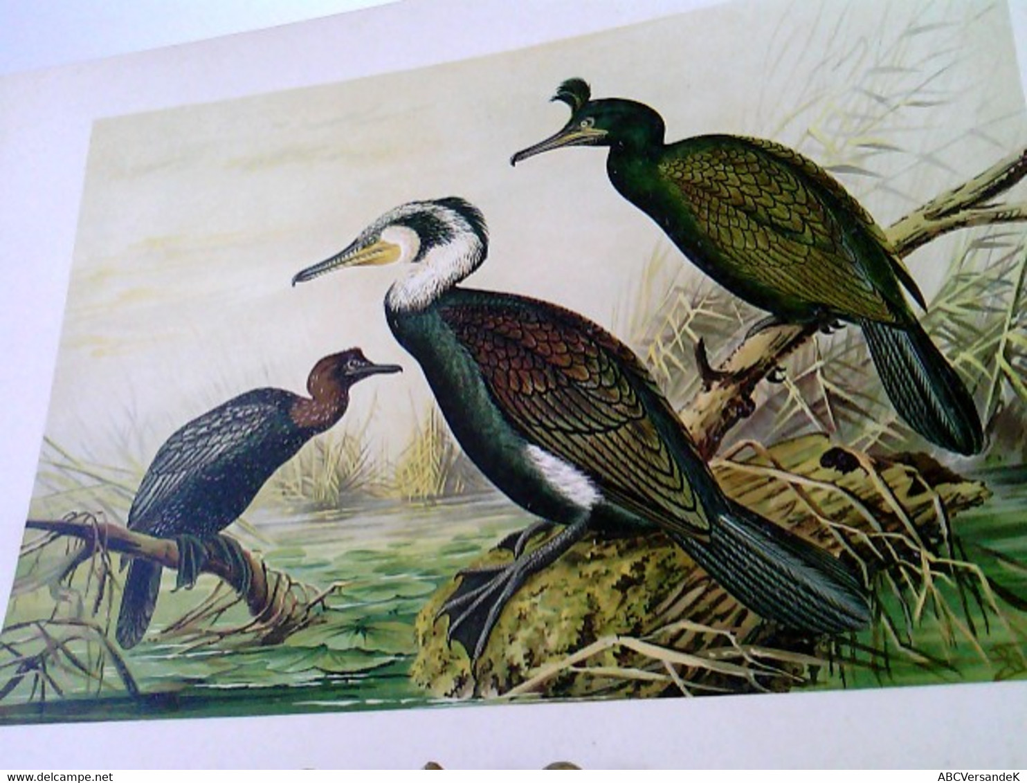 Phalacrocorax Carbo (L.) Kormoranscharbe - Männchen Im Prachtkleide. Phalacrocorax Graculus (L.) - Krähenschar - Animaux