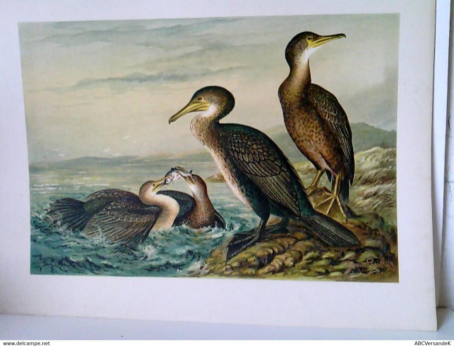 Phalacrocorax Carbo (L.) Kormoranscharbe - Jugendkleid. Phalacrocorax Graculus (L.) - Krähenscharbe - Jugendkl - Tierwelt