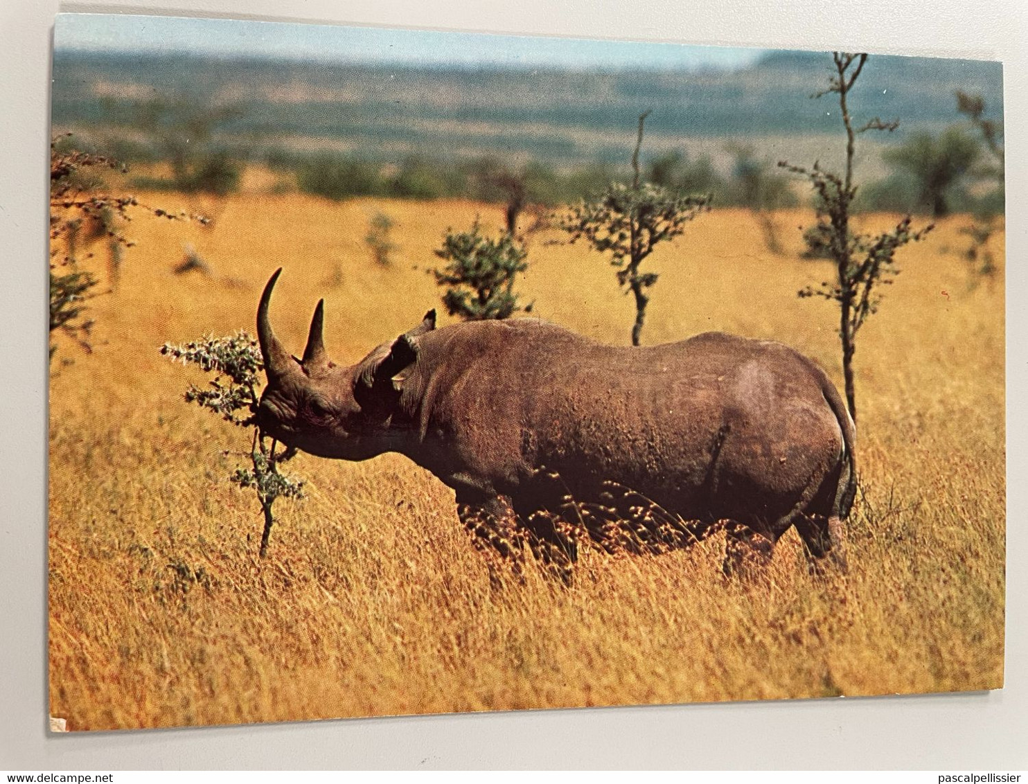 N° 18 - RHINOCEROS AFRICAIN - Série N° 5138 - Collectionnez Les Animaux Sauvages - Neushoorn