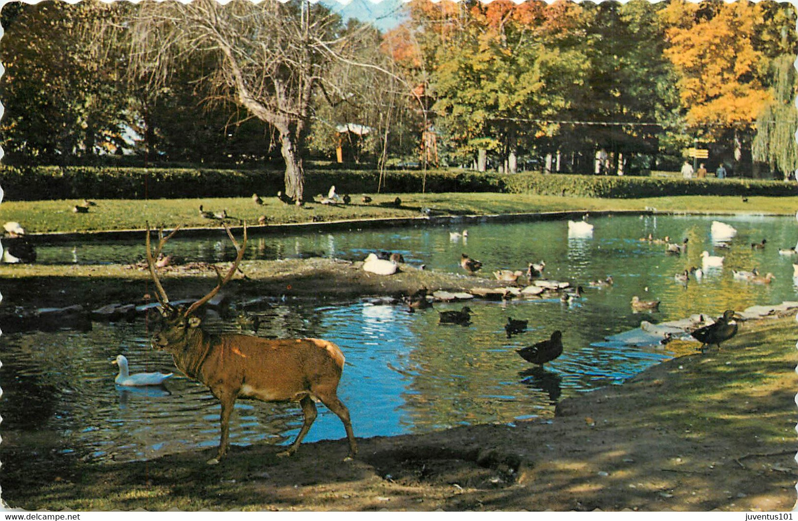 CPSM Granby-Québec-Parc Zoologique-Cerf Européen     L1155 - Granby