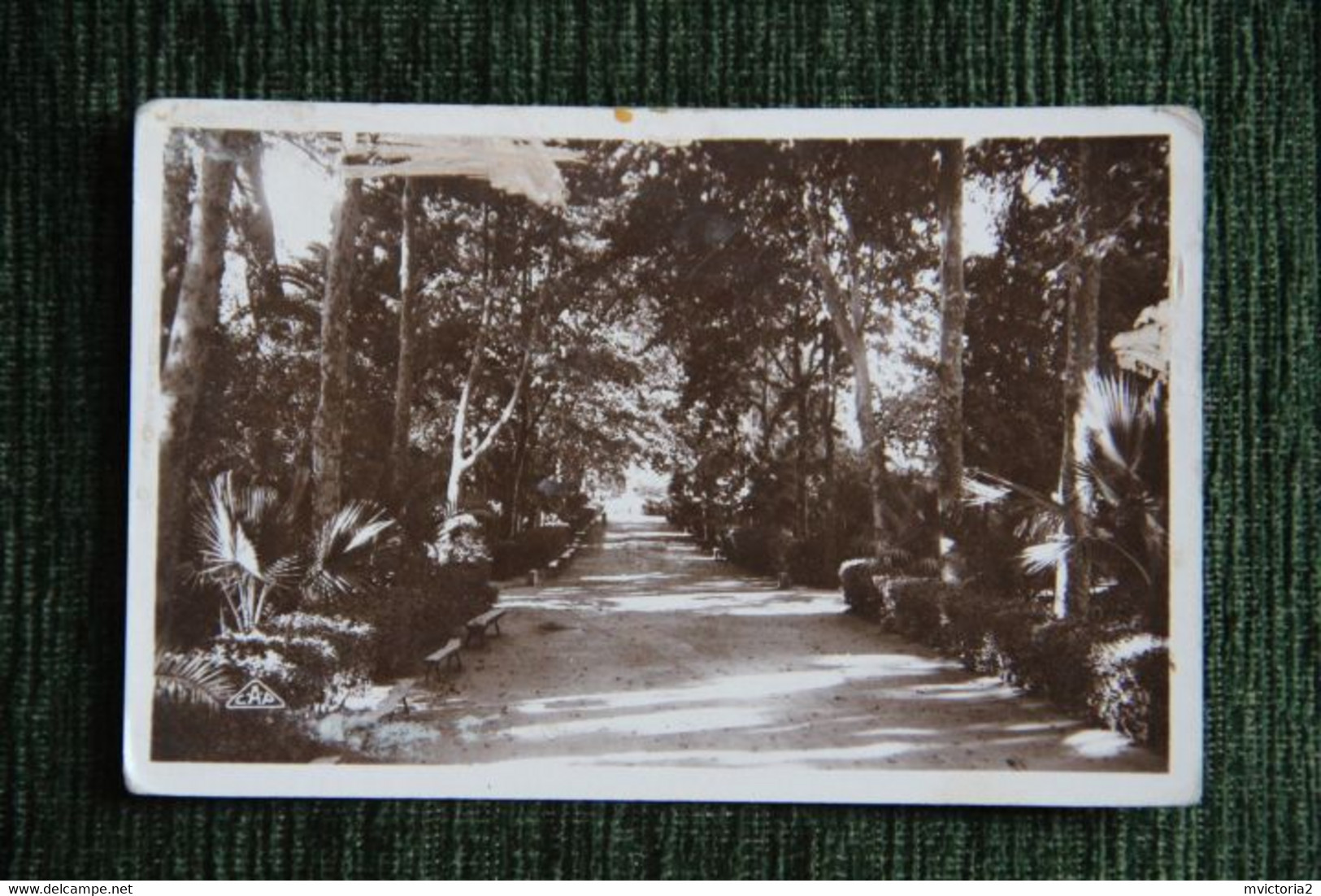 SIDI BEL ABBES - Une Allée Du Jardin Public - Sidi-bel-Abbès