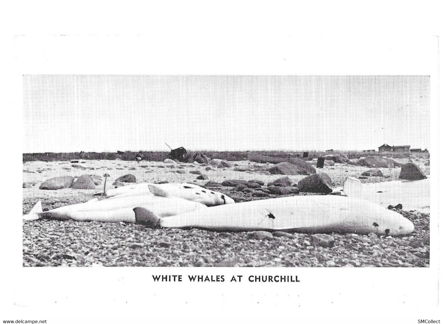 White Whales At Churchill (A6p61) - Churchill