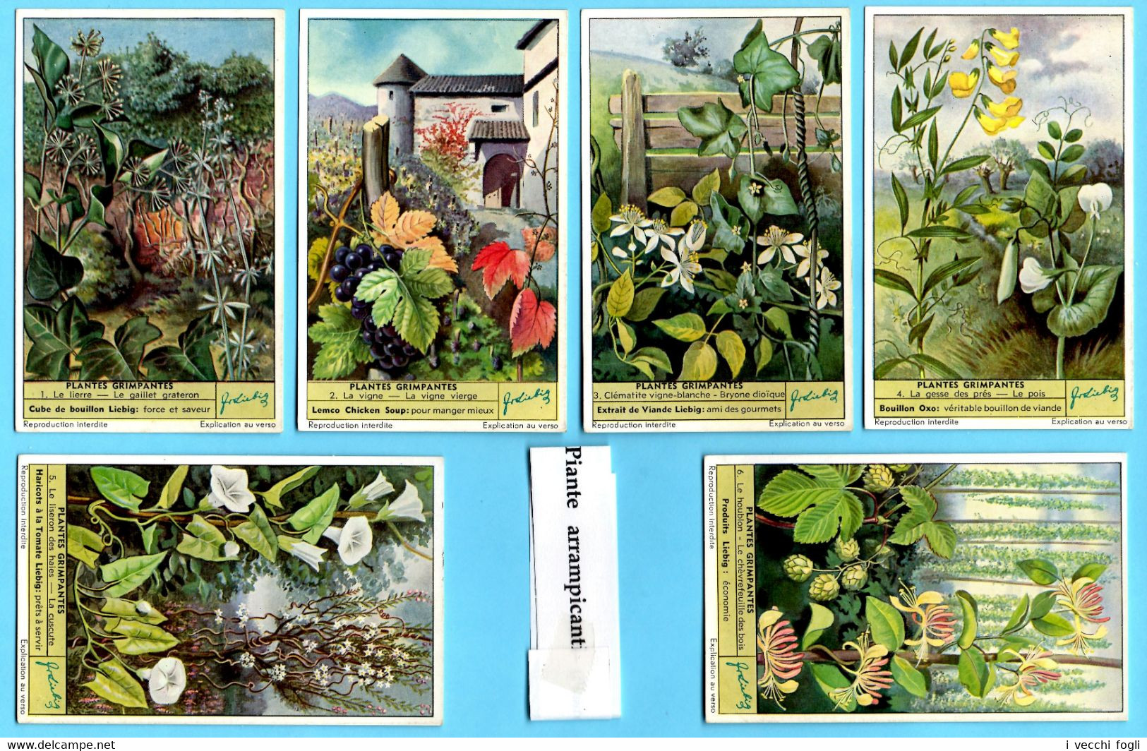 Serie LIEBIG S. 1624 Belgique. Plantes Grimpantes. Sujet: Botanique. - Liebig
