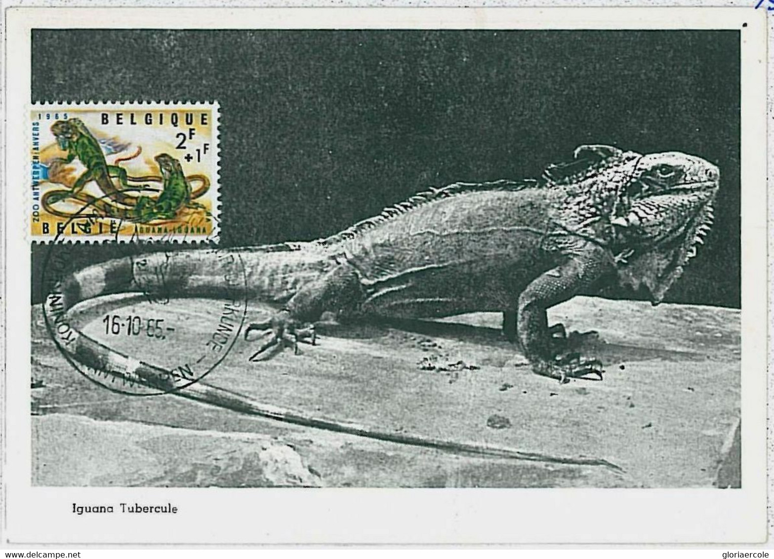 32756  -  BELGIUM   -  MAXIMUM CARD - 1965  ANIMALS  Reptiles  IGUANA - 1951-1960