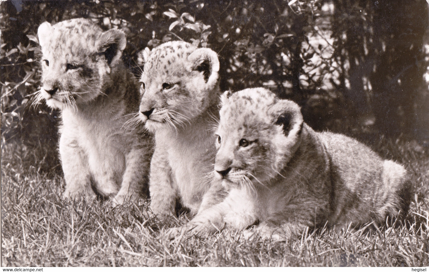 1959, Deutschland, Junge Löwen In Carl Hagenbeck's Tierpark, Hamburg - Stellingen