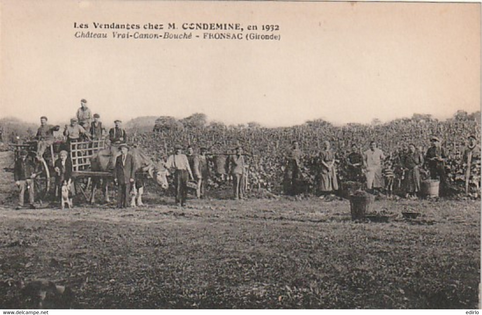 ***  33  *** Vendanges Chez M Condemine En 1912  Château Vrai Canon FRONSAC  - Neuve TTB - Vines